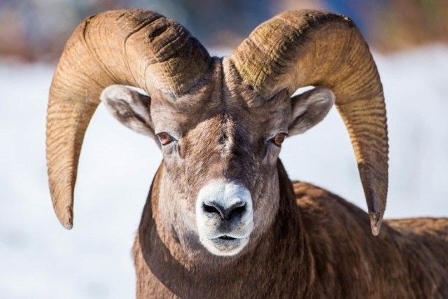 goat9_e