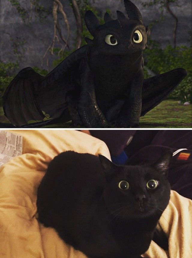 cats-toothless-lookalikes-18-57ce7f55deb1a__700_e