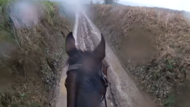 horse-3_e