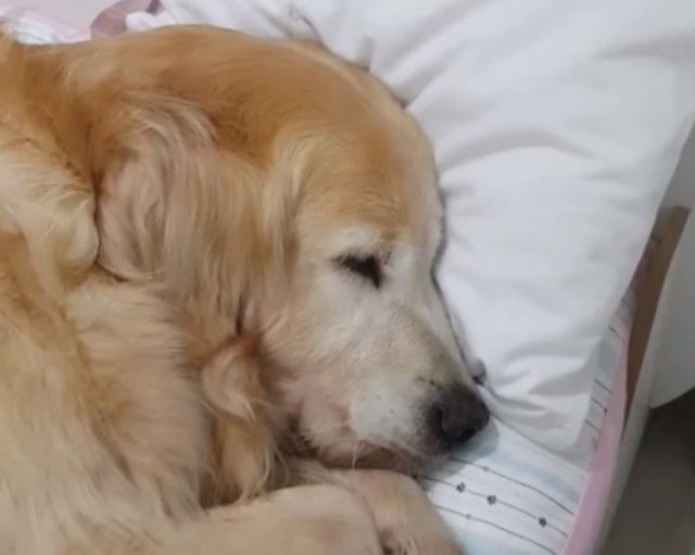 sleepinggolden3_e