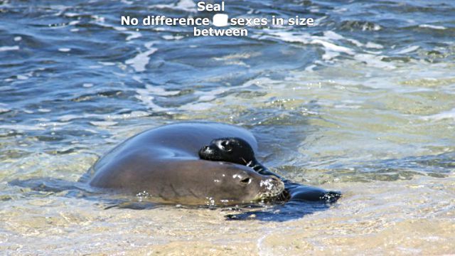 sealnsealion20