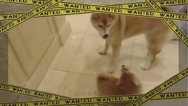 dogdrill [www-frame