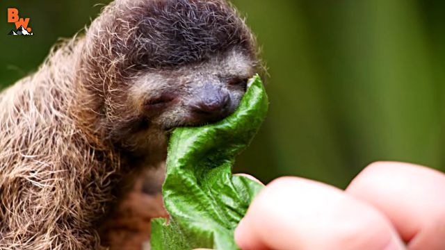 sloth4