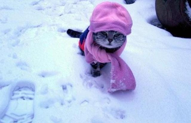 cats14ok