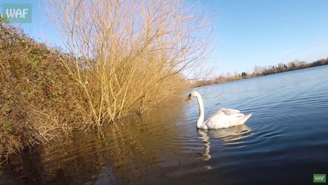 swan9_e