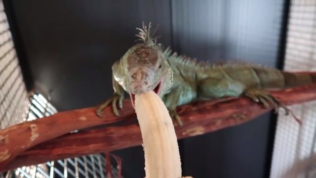 iguanabanana1_e
