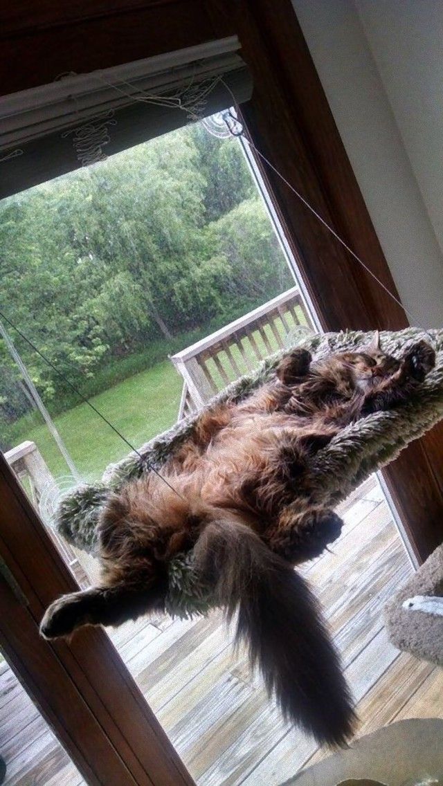 catsinbed13_e