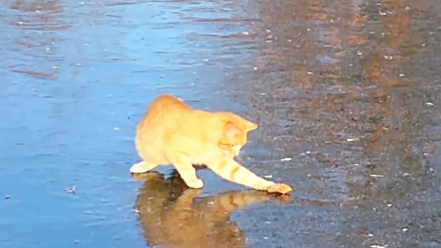 catnchiken5