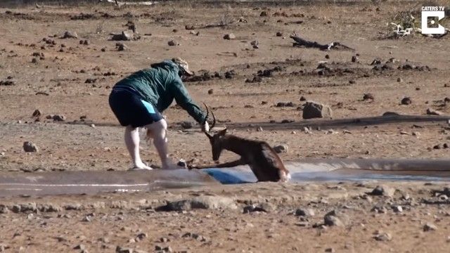 impala6_e
