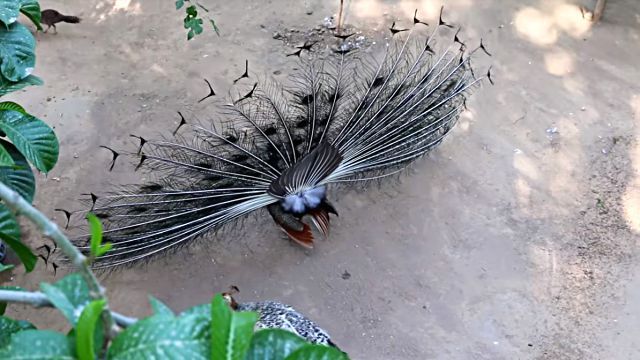 peacock5