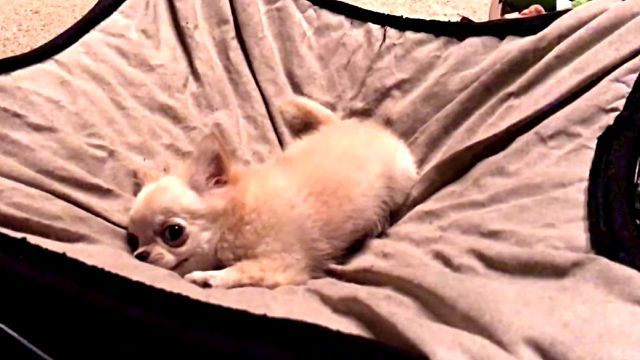 chihuahua3