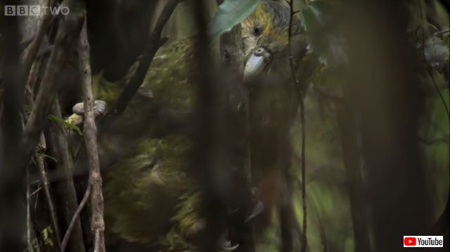 kakapo4_640