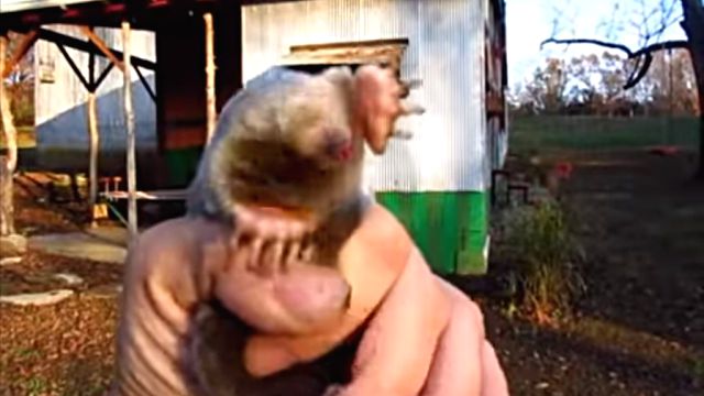 mole7