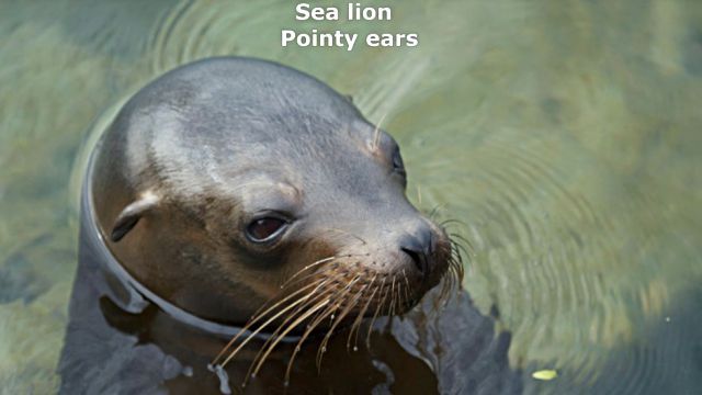 sealnsealion8