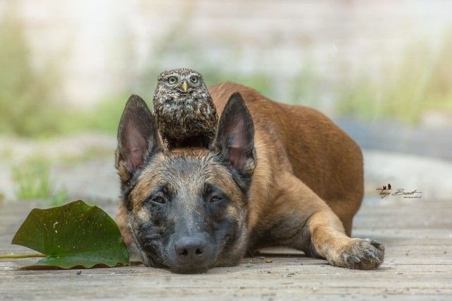 dognowl10_e