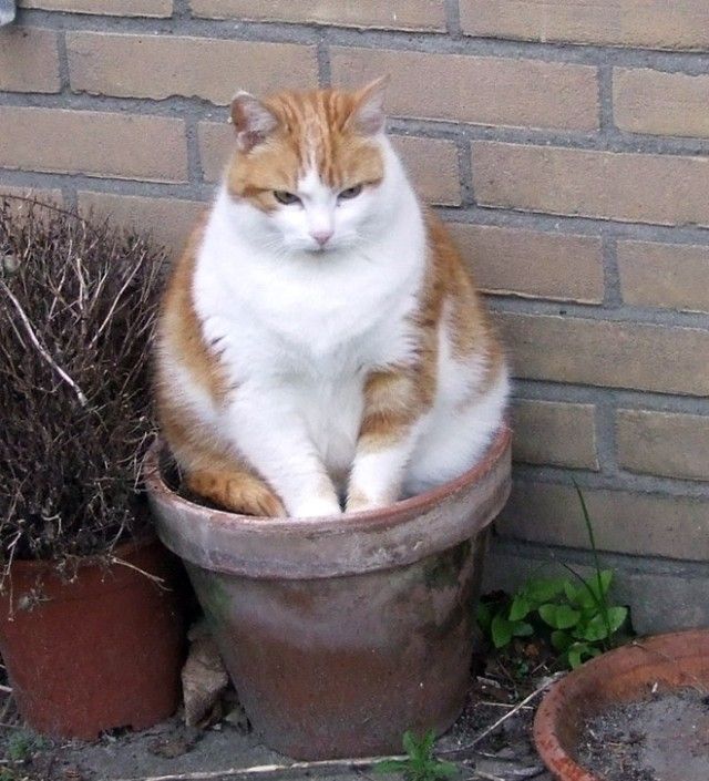 cat-plant17_e