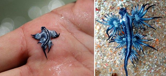 beautiful-unusual-sea-slugs-4-2_e
