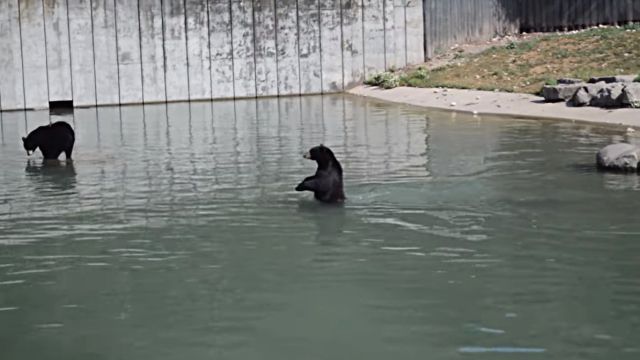 walkingbear1