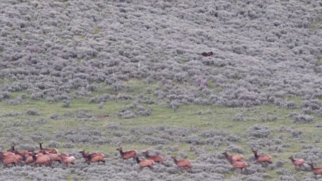 brizzlynelk5