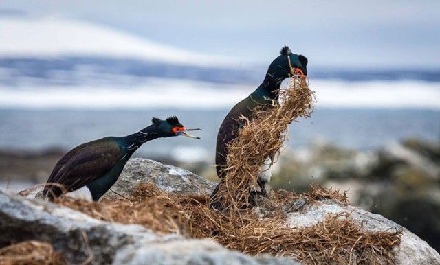ComedyWildlifePhotoAwards2018 (1)