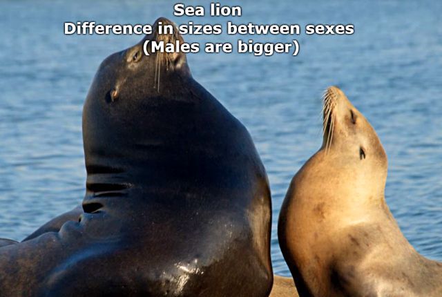 sealnsealion21