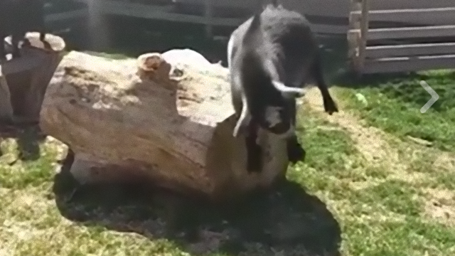 goat-2_e