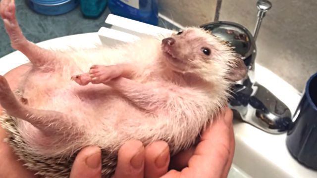 hedgehogboat2
