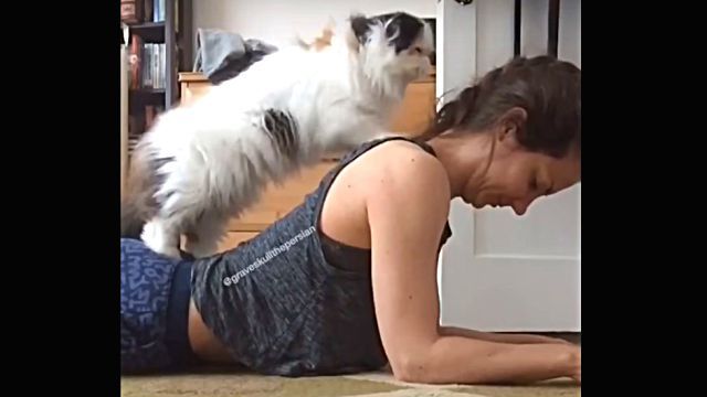 massagecat2