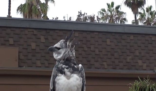 harpyeagle2_e