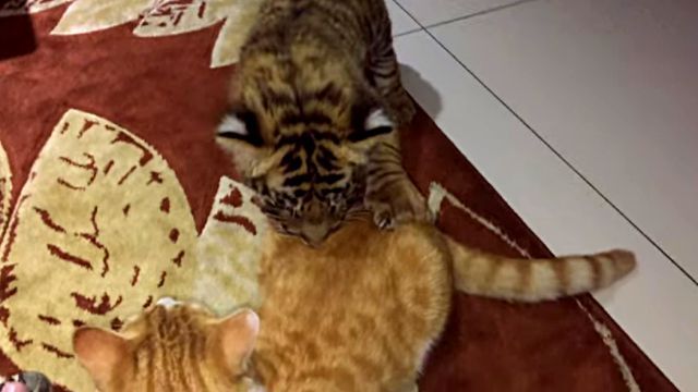 catntiger2