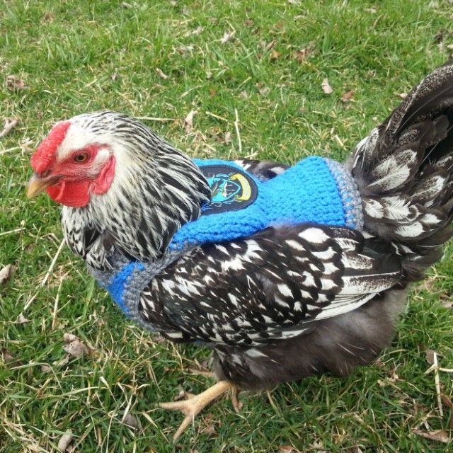 chick12_e