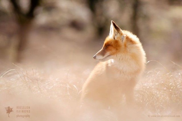 11_zenfox_creative_fox-copy-5975b34314ff3__700_e