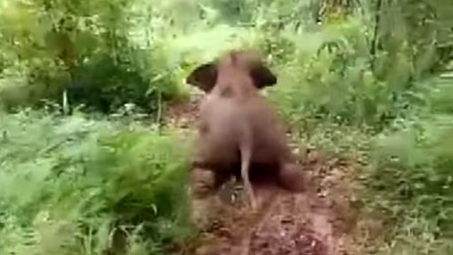 slidingelephant4