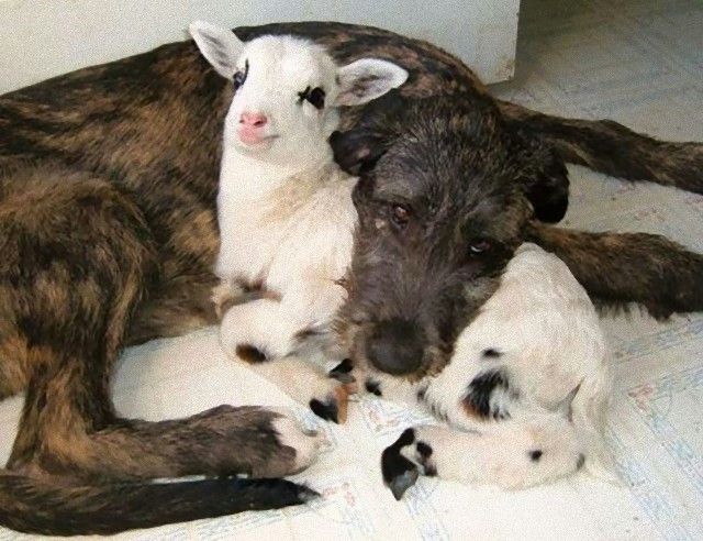 cuddle8_e