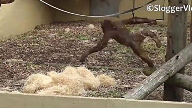 orangutanbaby3