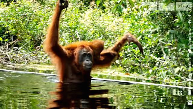 orangutansnsoap1