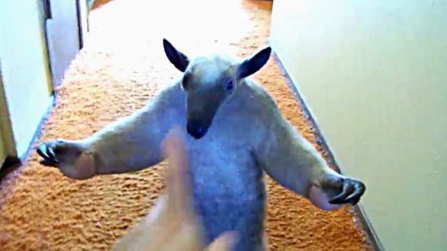 anteater3
