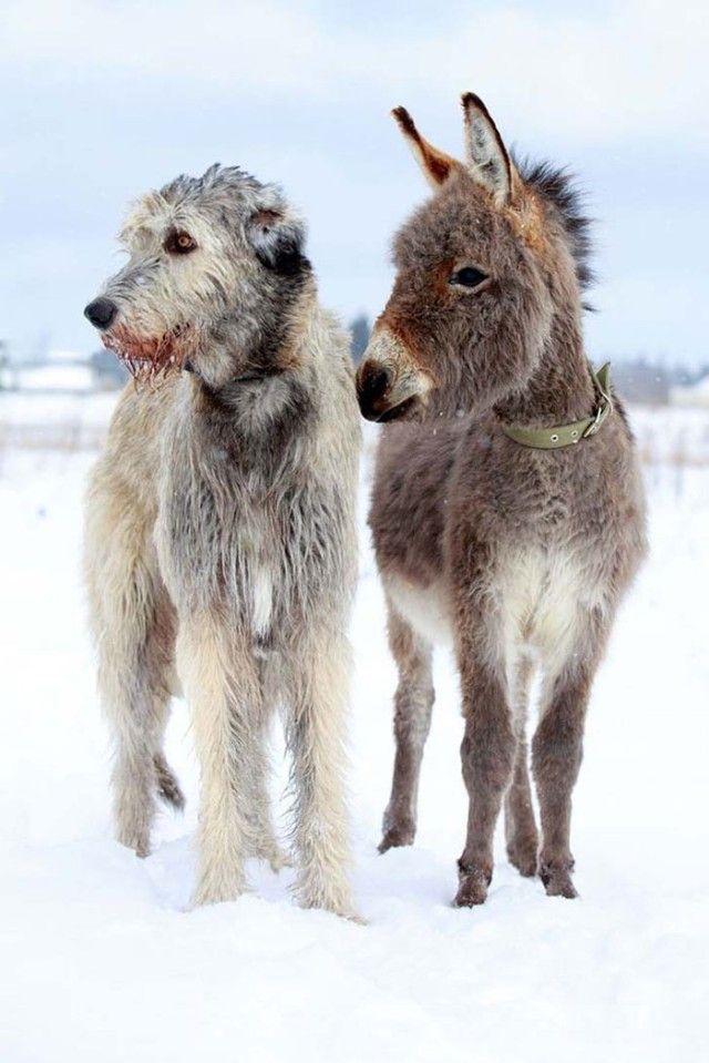 Funny-Irish-Wolfhounds-91-5c1cc24a47e0a__700_e