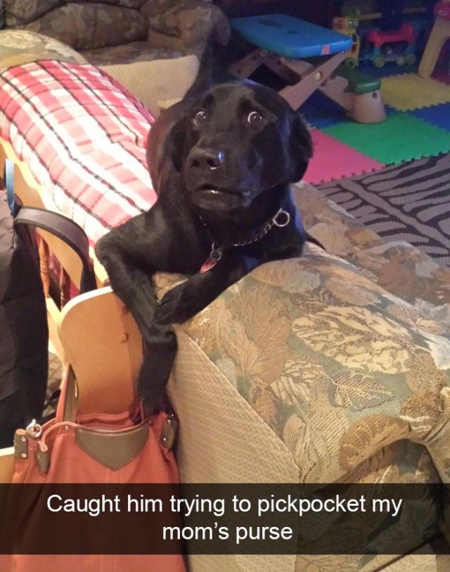 hilarious-dog-snapchats19_e