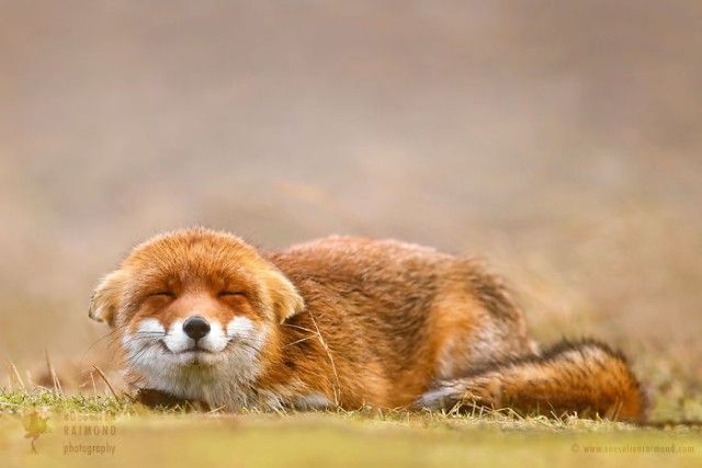 6_zenfox_buddha_fox-copy-5975b339291c0__700_e