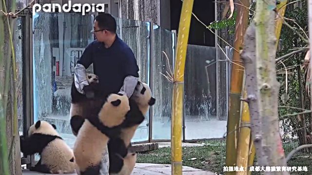 pandakopanda10