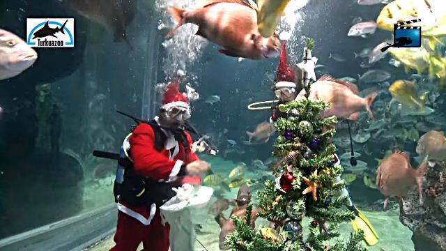 divingsanta5