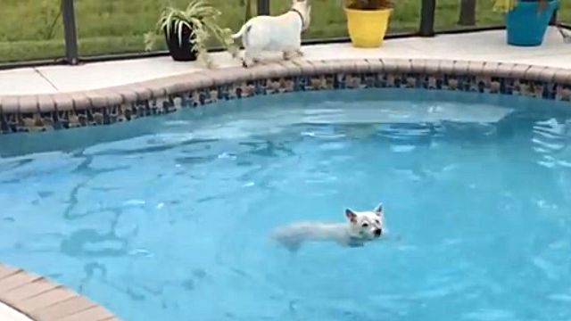 pooldog6