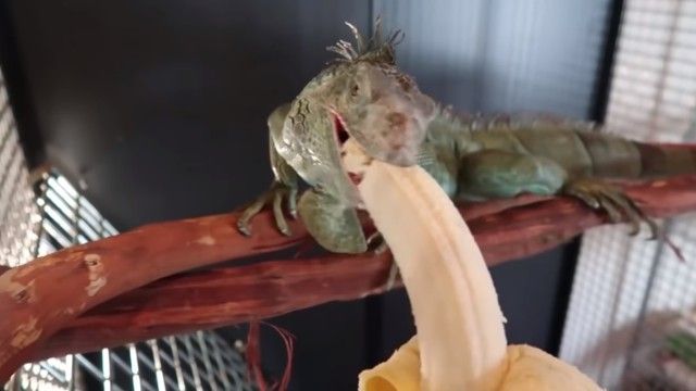 iguanabanana2_e