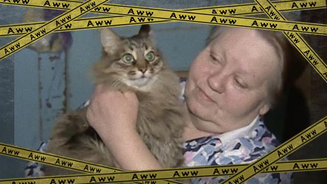 cat-1_e-frame
