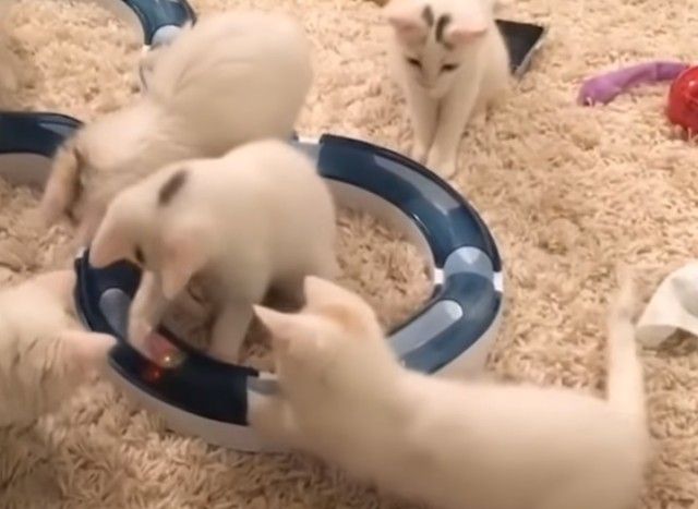 cutebabies12_e