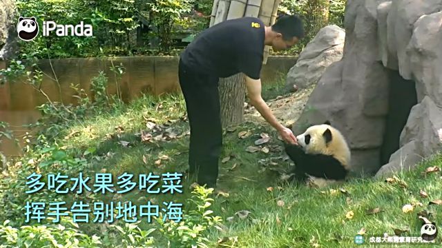 hairpanda7