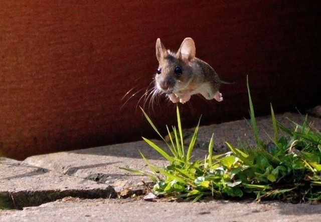 jump15_e