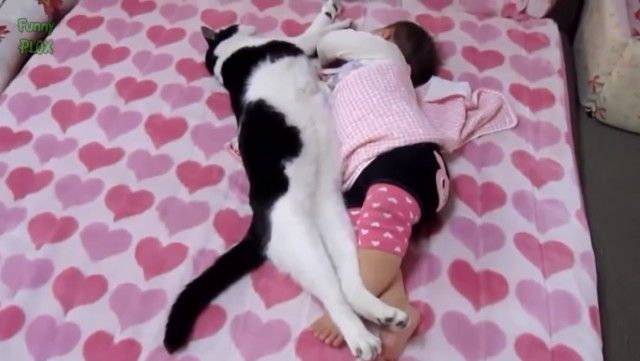 babynpetsfunny1_e