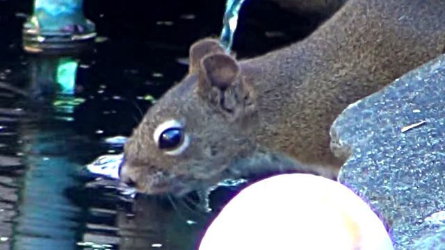 squirrelnkoi2